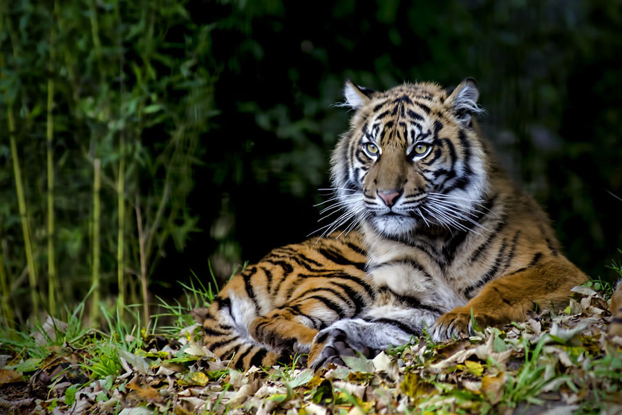 project - Save Critical Habitat for Sumatran Tigers in Indonesia